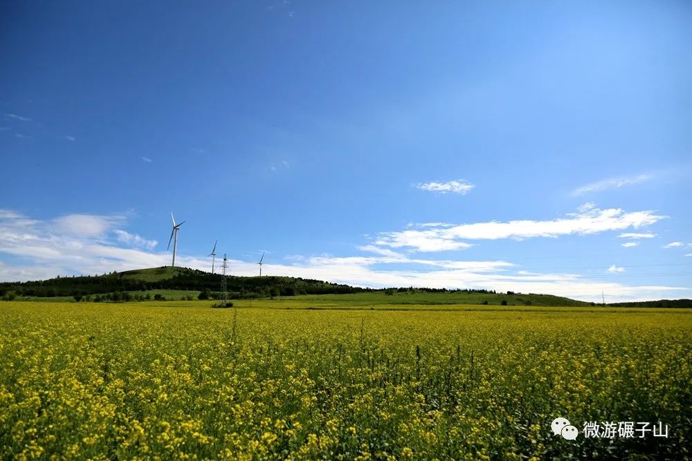 碾子山万亩油菜花海,美翻了!