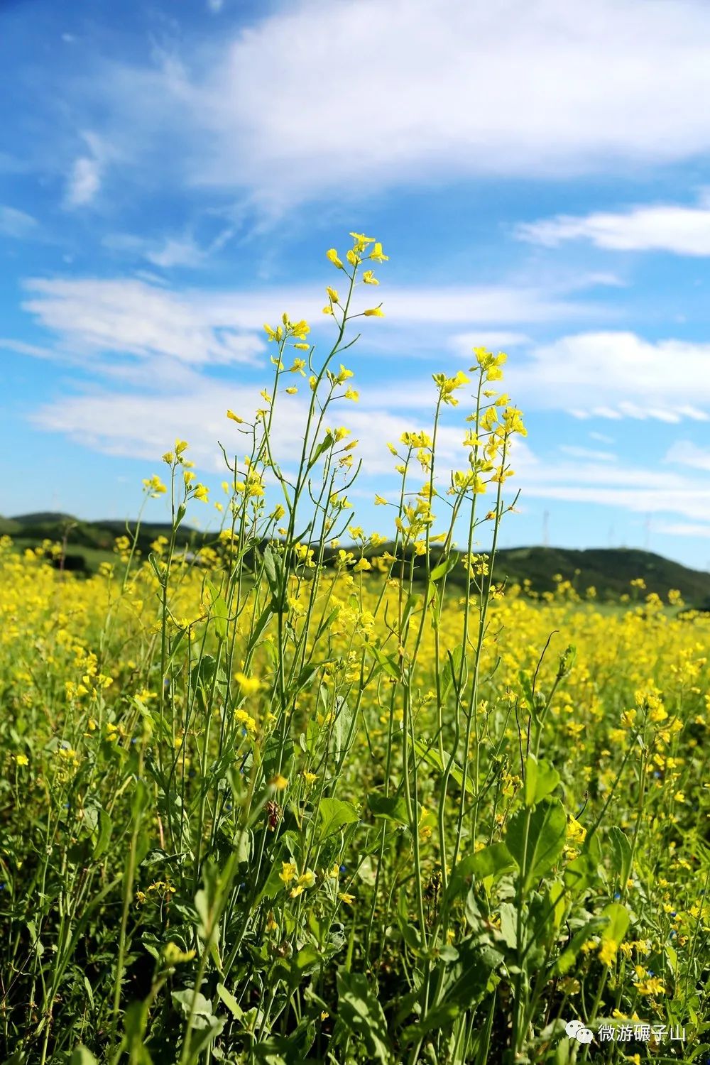 碾子山万亩油菜花海,美翻了!
