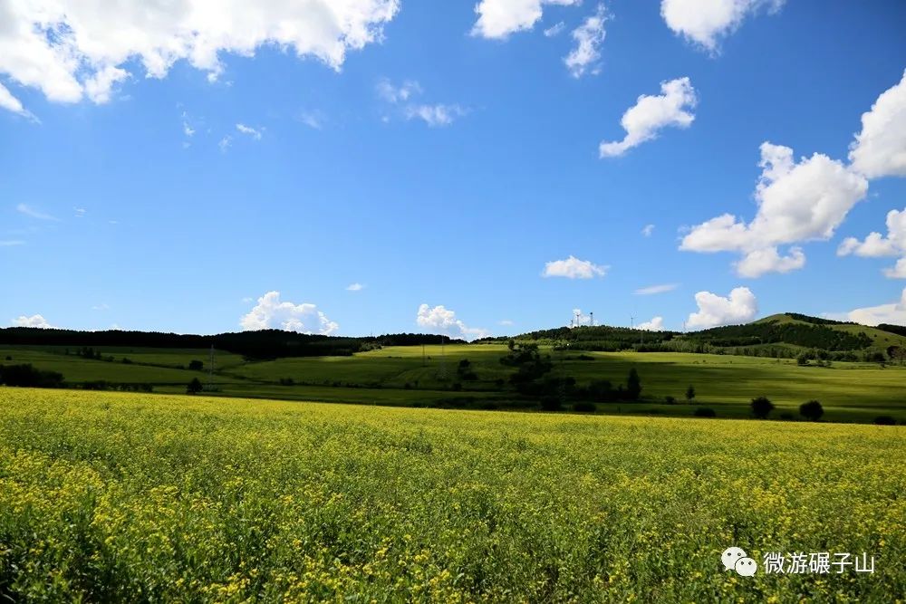 碾子山万亩油菜花海,美翻了!