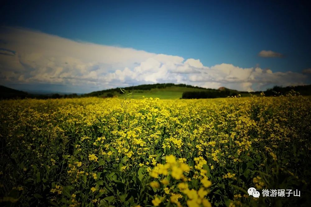 碾子山万亩油菜花海,美翻了!