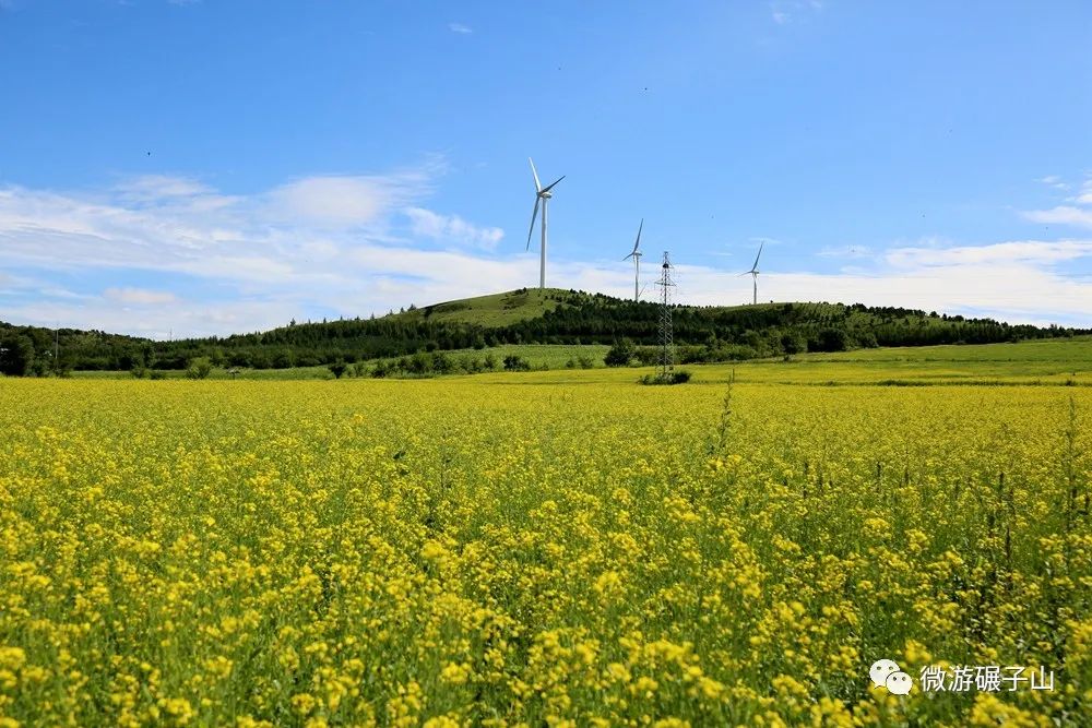 碾子山万亩油菜花海,美翻了!