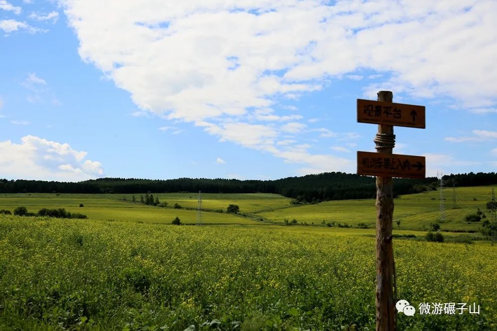 碾子山万亩油菜花海,美翻了!
