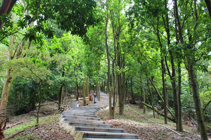 想去看这打卡指南地址:小林山生态公园广东省珠海市金湾区和兴路小林