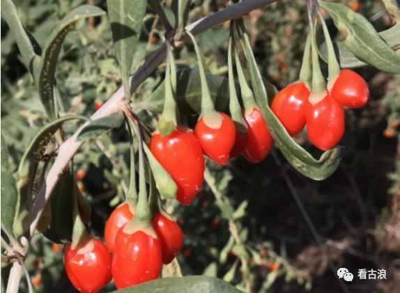 走向我们的小康生活五十四古浪县举办枸杞采摘比赛