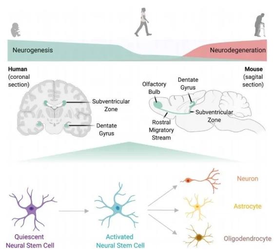 前沿进展神经干细胞及其微环境的衰老与再生