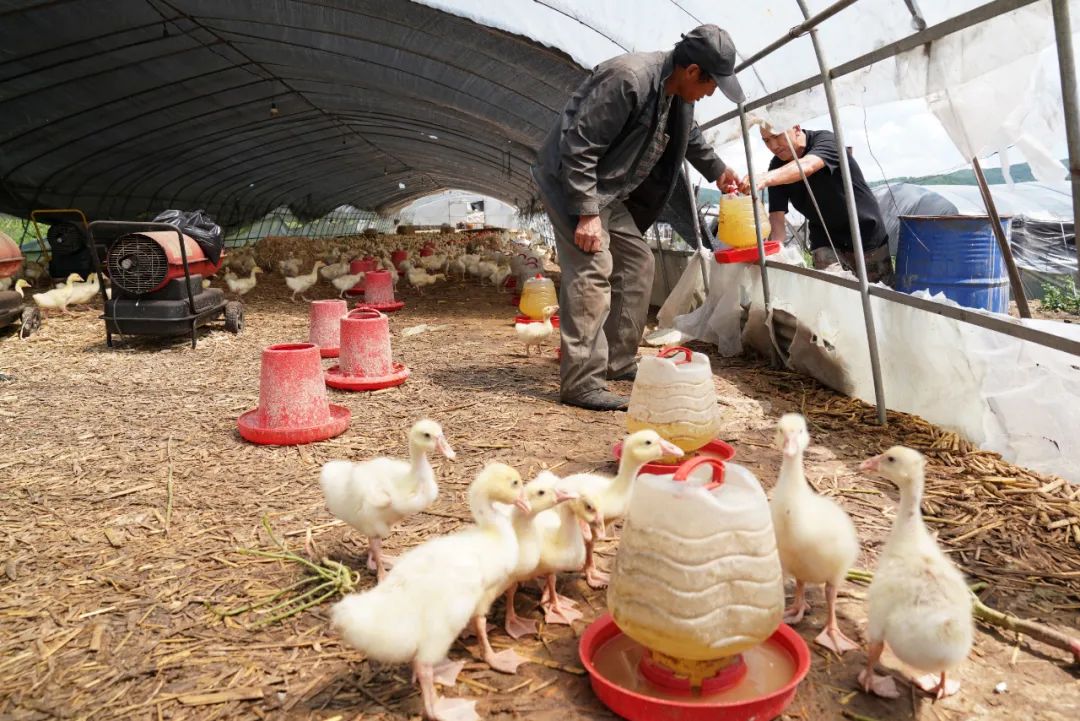 新华社牡丹江林口大鹅养殖助农脱贫增收