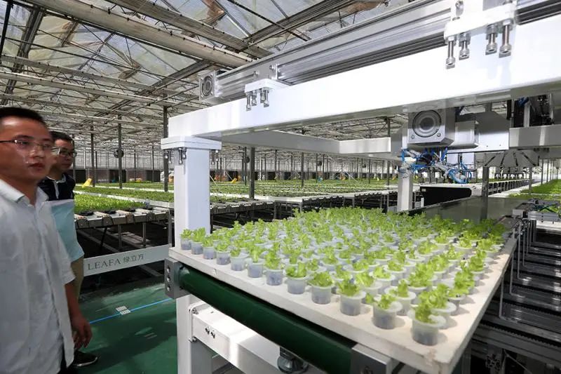 全自动工厂化蔬菜育苗,确保菜苗供应水温20度,为蔬菜供应水尽管棚外