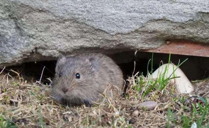 老婆饼没有老婆,普通田鼠也不普通