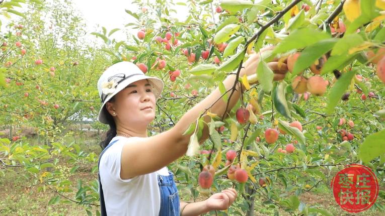丰收了红通通的鸡心果挂满枝头
