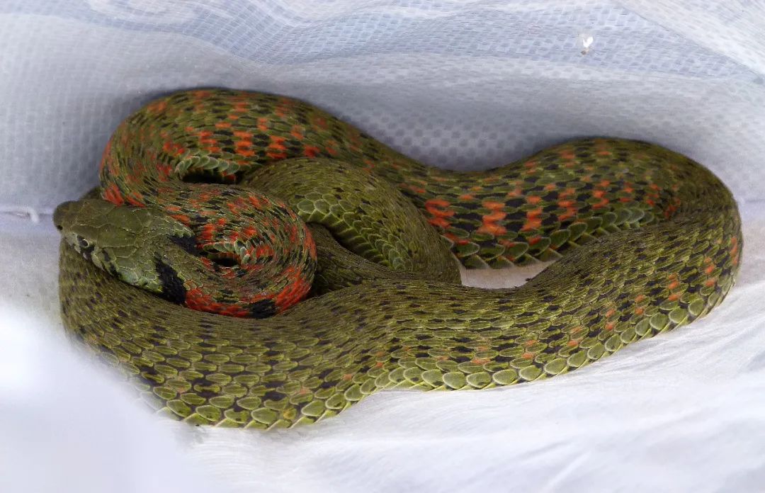 吓人办公楼里惊现大蛇色彩斑斓盘踞在大厅