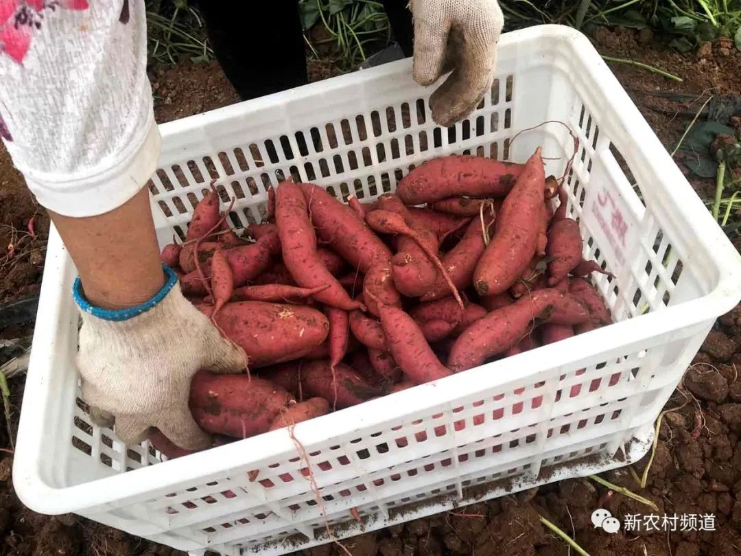 在伊川县鸦岭镇樊店村富硒带脱毒红薯种植基地,拖拉机带动着铁犁,一个