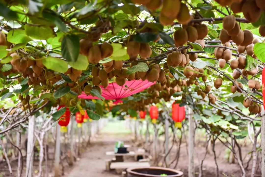 正是猕猴桃成熟的季节,位于洛龙区李楼镇的猕猴桃采摘园陆续开园,想要