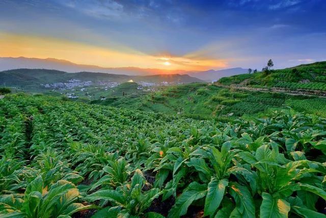 会东县嘎吉镇响水村的烤烟产业.黄剑摄