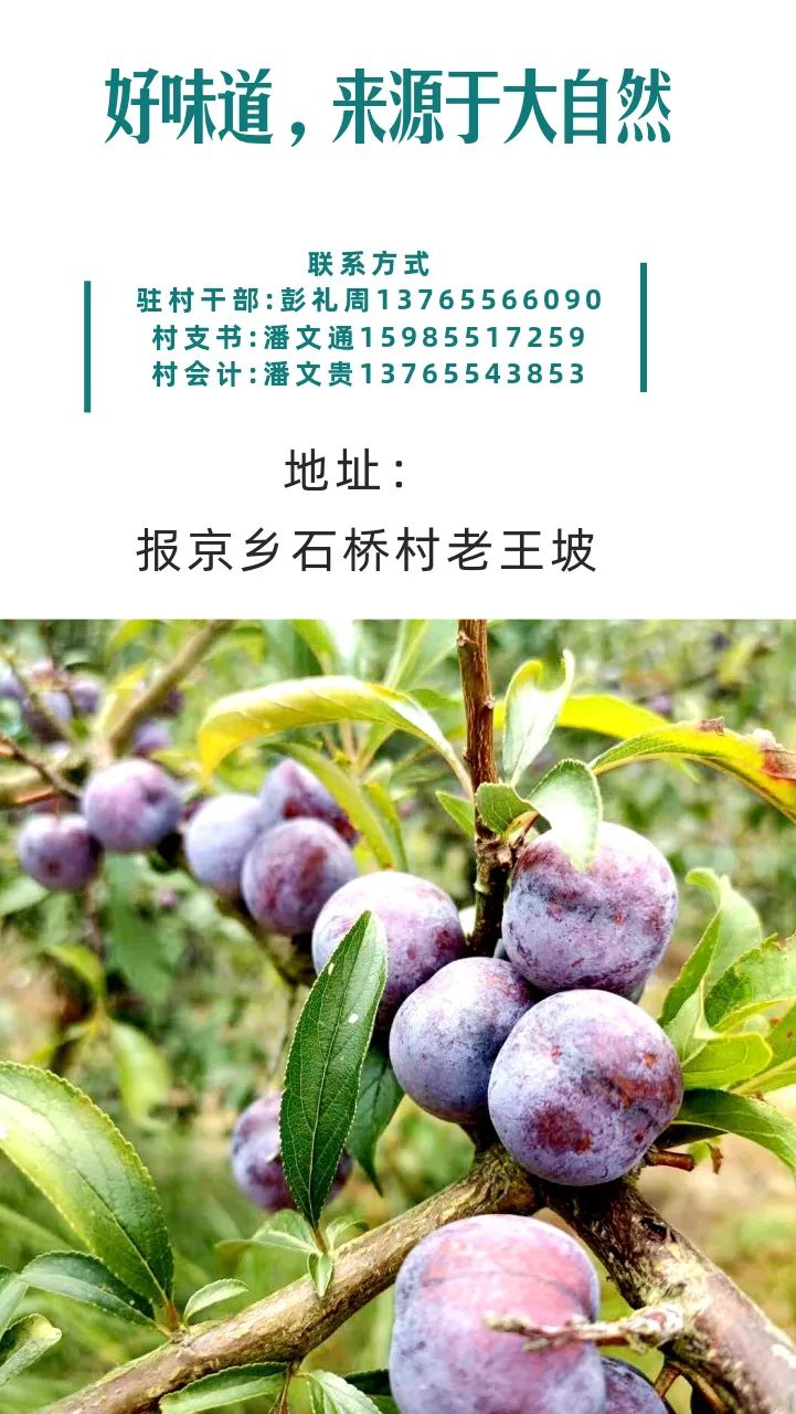 『免费扶贫广告』镇远这个村脆红李又脆又甜,别错过啦!