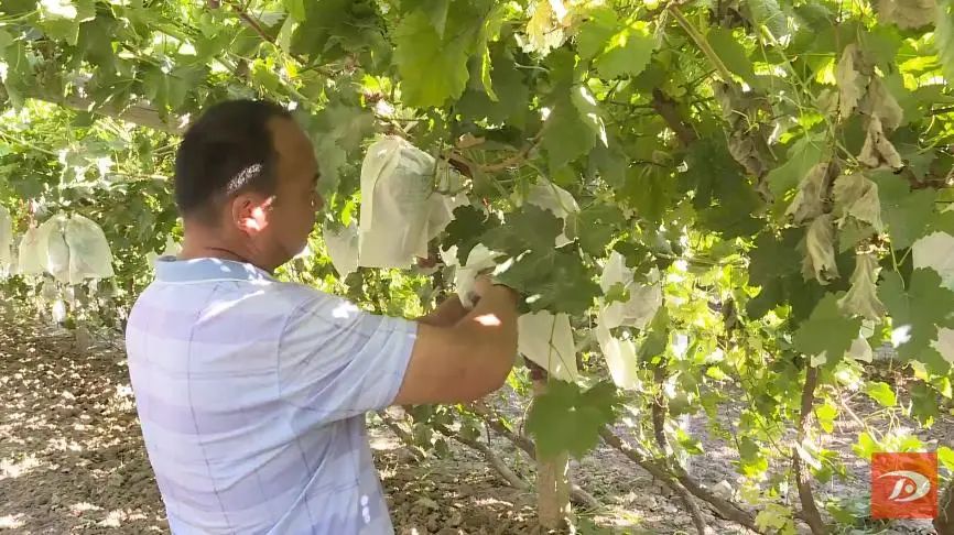 敦煌葡萄种植户要想葡萄长得好病虫害防治很重要