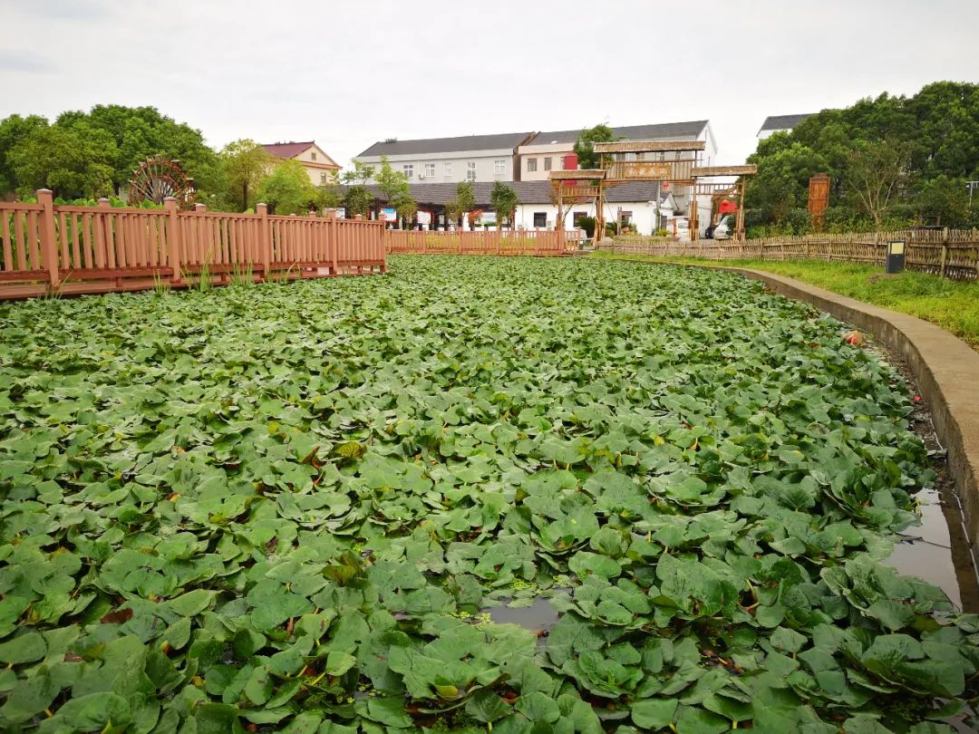 胜山红菱迎来旺季今年红菱品质好精品更受青睐