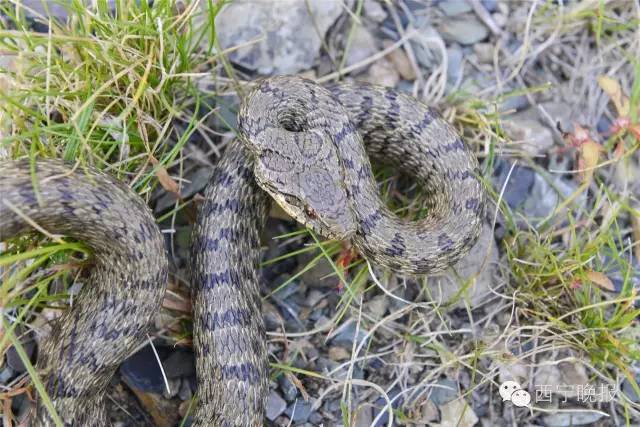 青海人浪山又见毒蛇