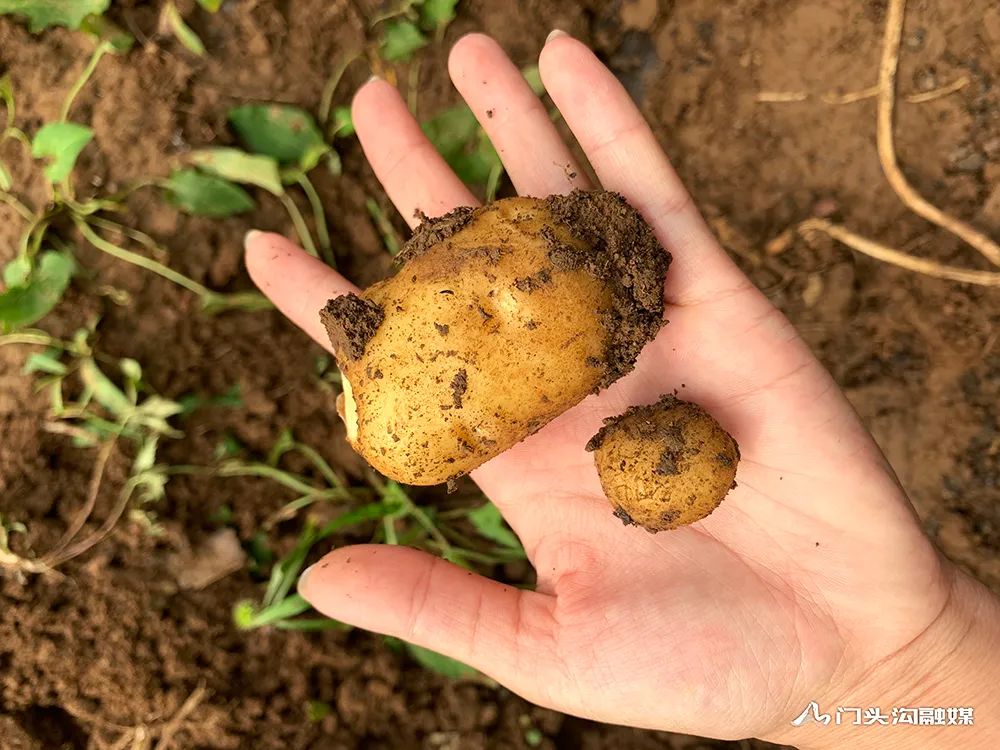 米拉小土豆试种成功特色农产品助力脱贫致富