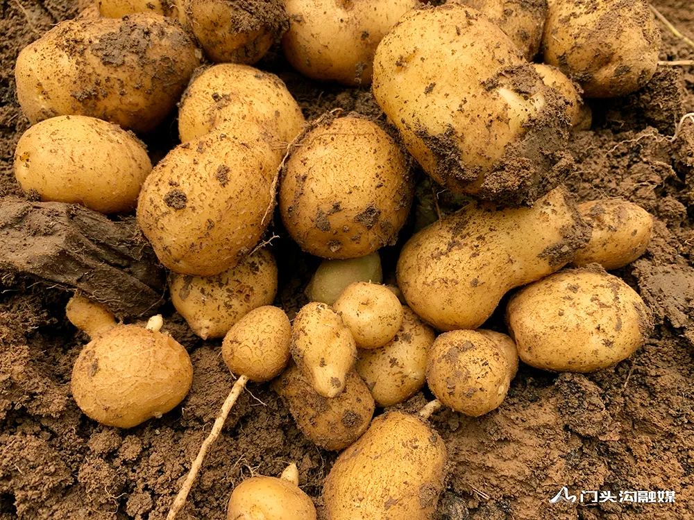 米拉小土豆试种成功特色农产品助力脱贫致富