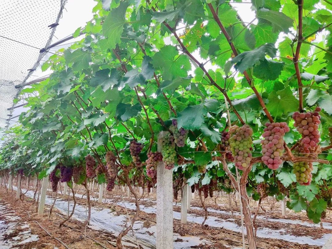 葡萄成熟季奉上当阳的葡萄采摘攻略