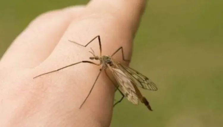 蚊子不吸血会饿死吗