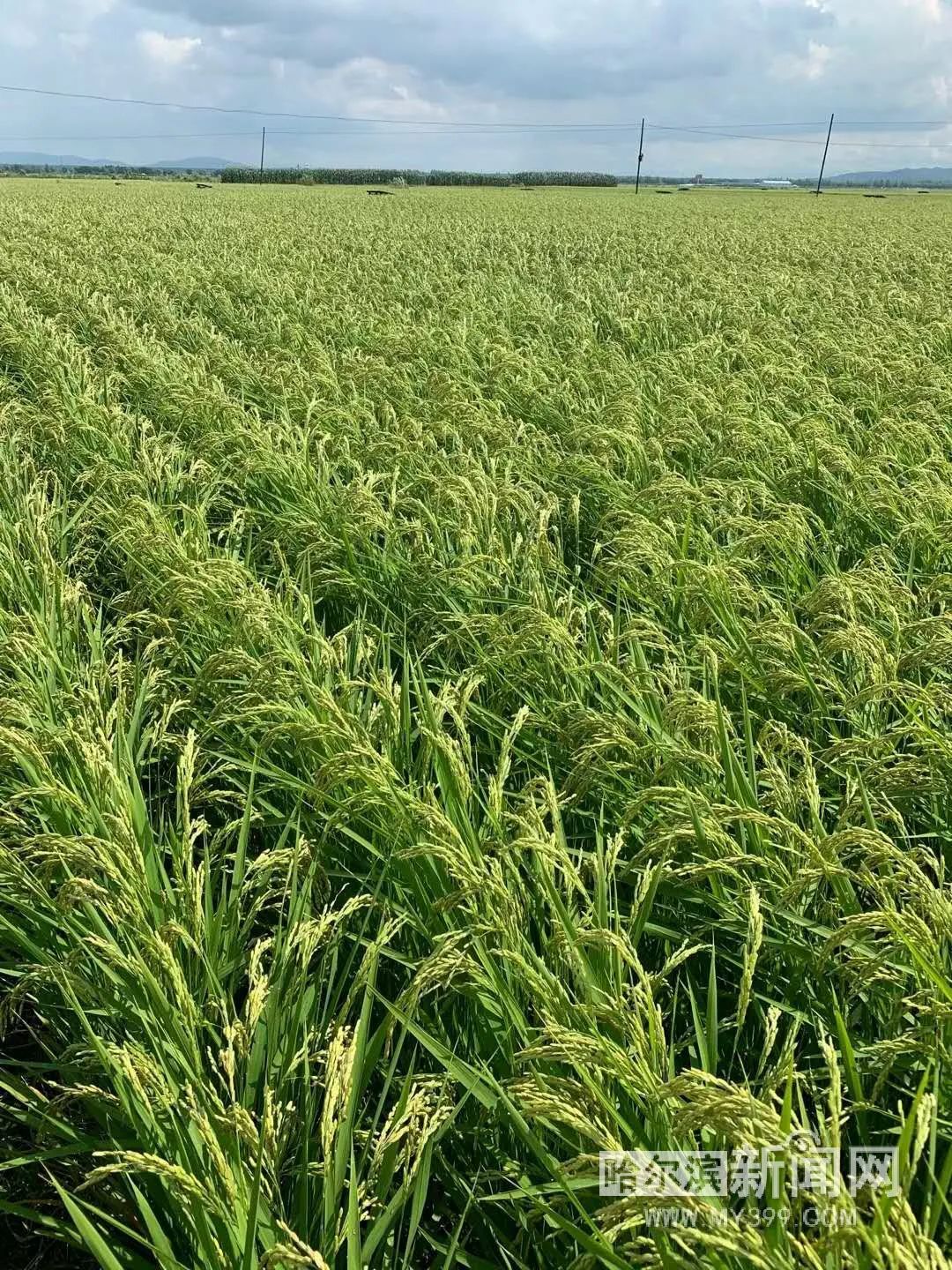 丰收在望丨我省近5800万亩水稻长势好于去年同期