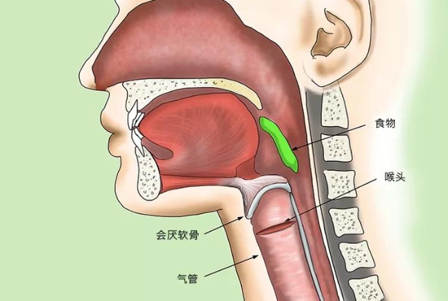 食物要从嘴巴进入食管,而空气要从鼻腔进入气管,两者会在咽喉部相遇