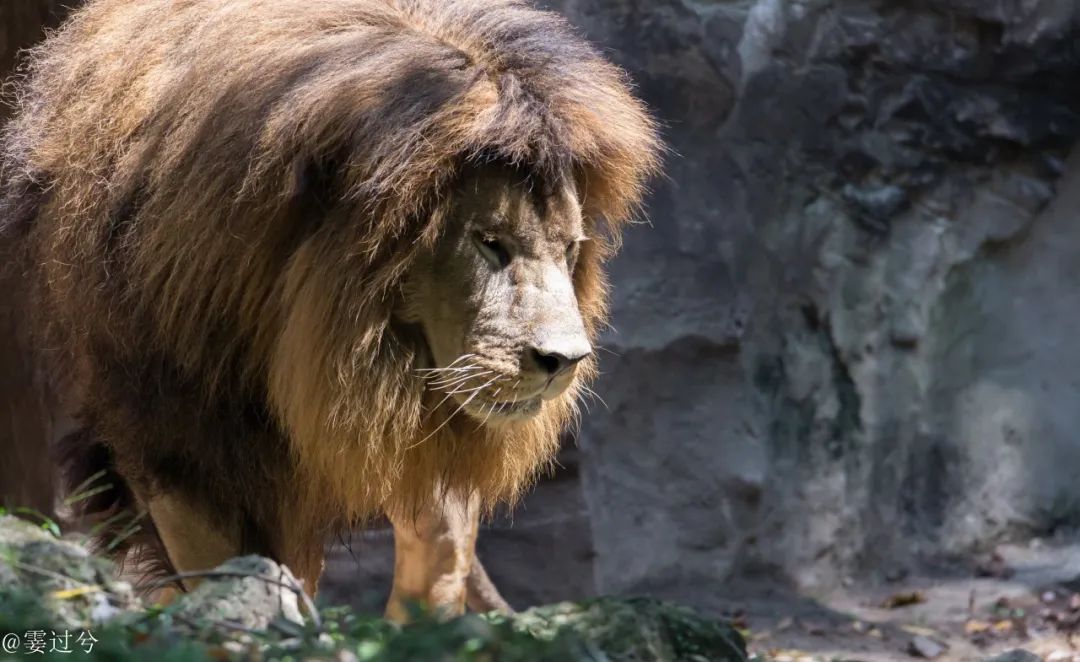 上海动物园狮虎山霸主归来狮王辛巴雄风依旧