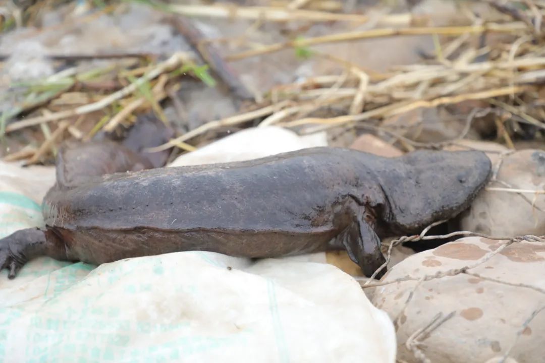 經鑑定,這是國家二級重點保護野生動物大鯢,俗名娃娃魚