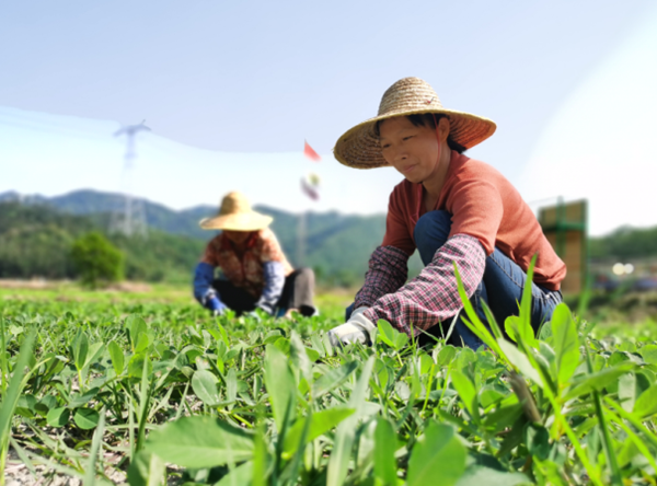 村民在田间地头劳作