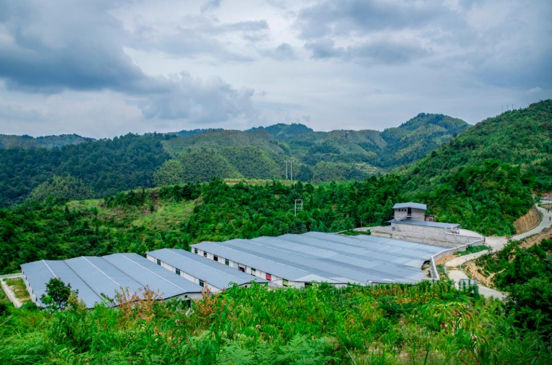 景宁金包山垦造地上兴起生态产业