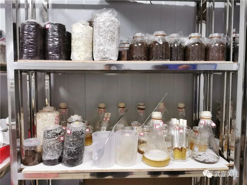 武宣镇官禄村:小小食用菌种出脱贫大产业