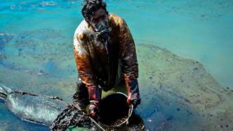 漏油阴影下，毛里求斯海洋生态系统岌岌可危
