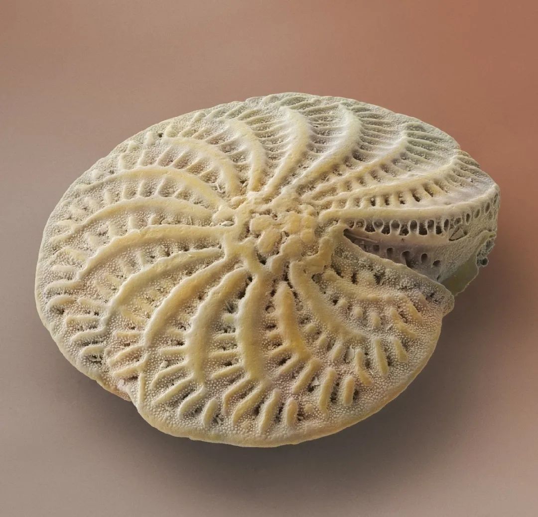 全国首例生物模型知识产权保护案:"有孔虫"变形记