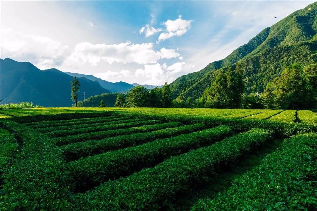 万亩茶园蕴藏匠心让五峰茶香飘更远