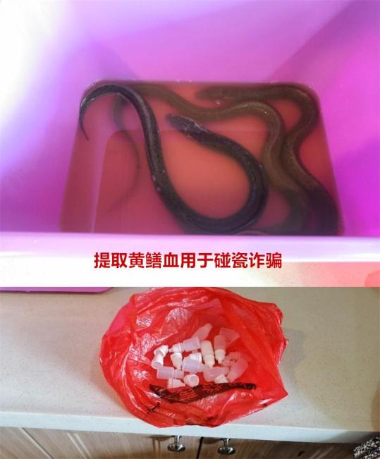 用黄鳝血碰瓷,还假扮警察?江门惊现"碰瓷党",各位车主一定要小心