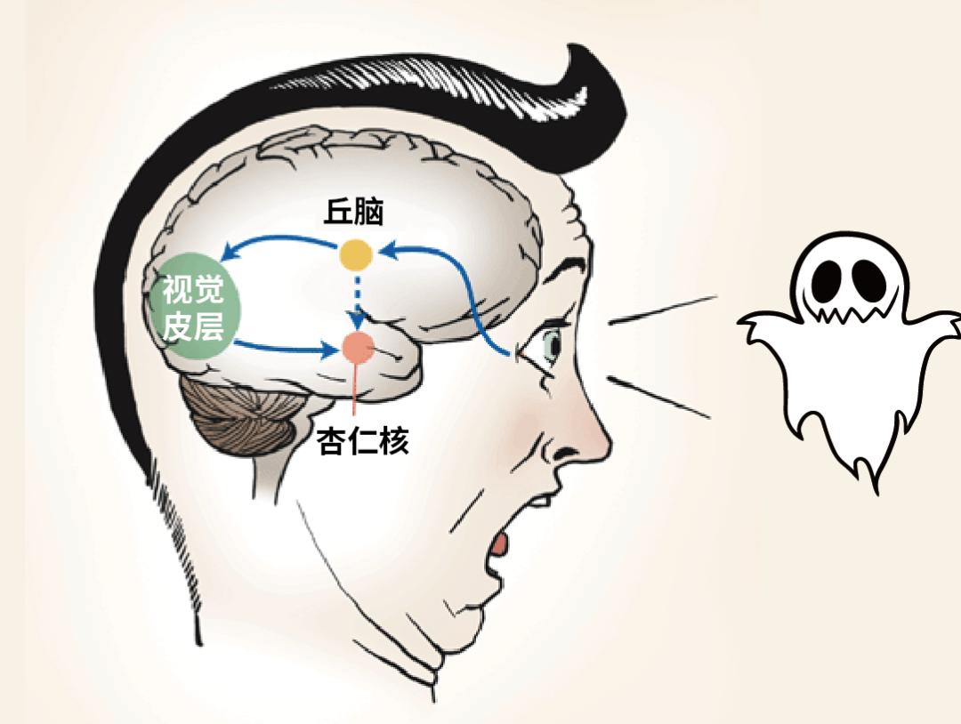 杏仁核是大脑的「恐惧中枢」,会对任何看起来像威胁的东西立即做出