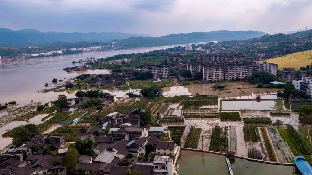 8月20日,记者从渝北区洛碛镇获悉,受长江5号洪水的影响,长江水位持续