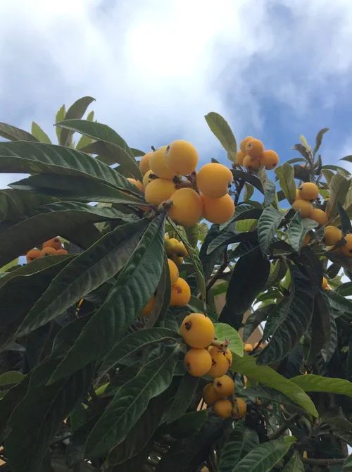 夏天夏天悄悄过去 留下小秘密 湃客 澎湃新闻 The Paper