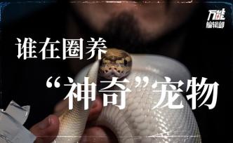 走近爬寵產(chǎn)業(yè)：是誰(shuí)在圈養(yǎng)“神奇動(dòng)物”？