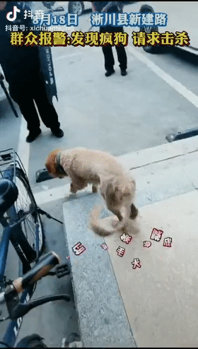 群众报警发现疯狗请求击杀可民警看到疯狗时蒙了结局超暖