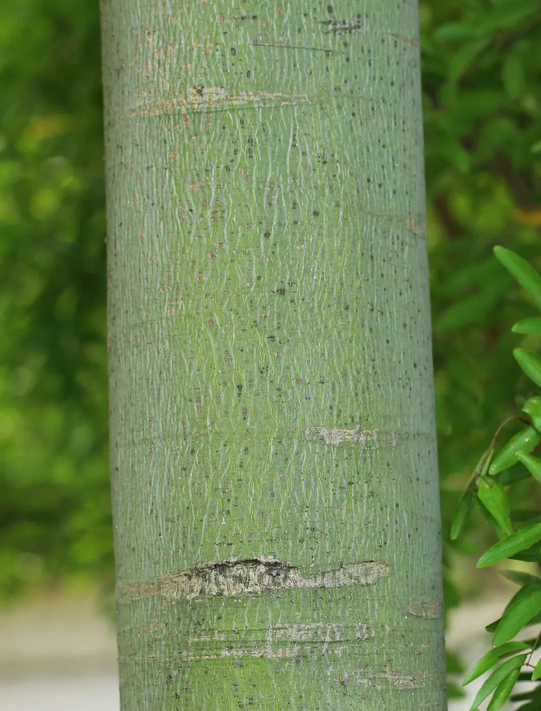 北宋陆佃《埤雅》释:"今以梧桐皮青,号曰青桐也",因此梧桐也叫青桐.