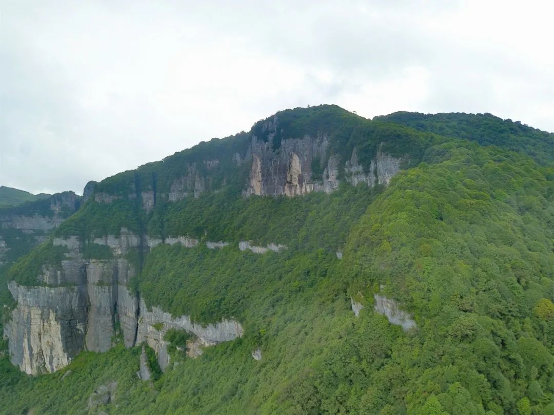 县区直飞上海今年第一批大娄山方竹笋出山