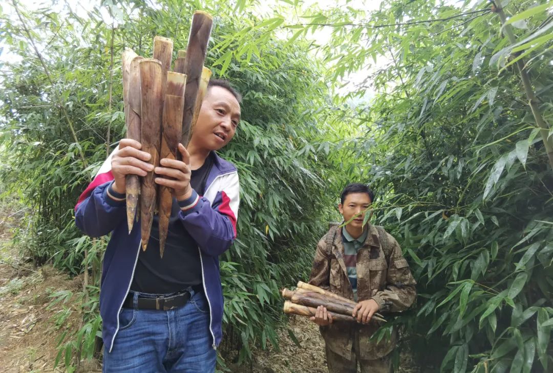 【县区】直飞上海!今年第一批大娄山方竹笋出山