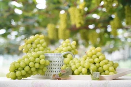 吃葡萄吐不吐皮 真香警告 政务 澎湃新闻 The Paper