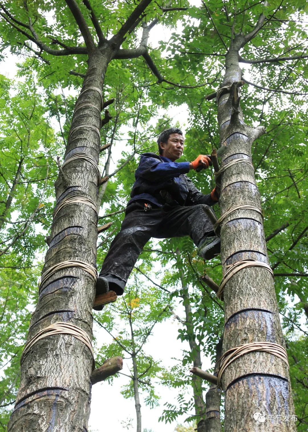 鼎和59岁的堂弟余忠平,是活动在七星关区燕子口,层台等乡镇的传统漆匠