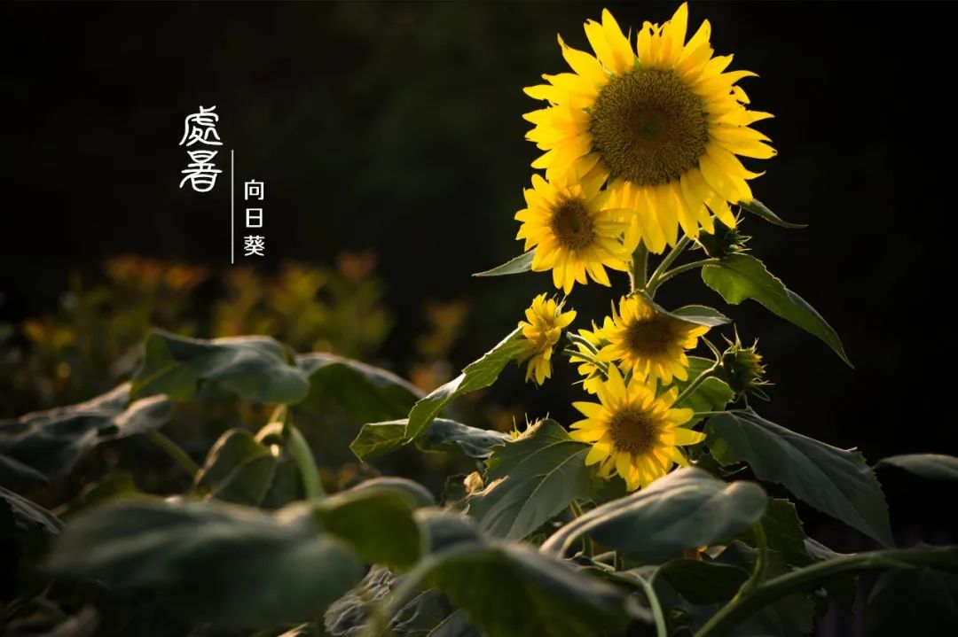 精灵之约61节气植说│上海植物园上海的二十四节气花园61处暑