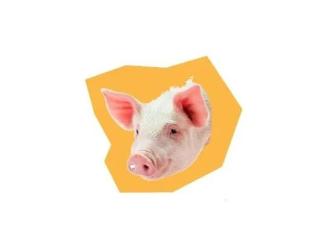 立耳朵的猪叫什么猪 705.jpg