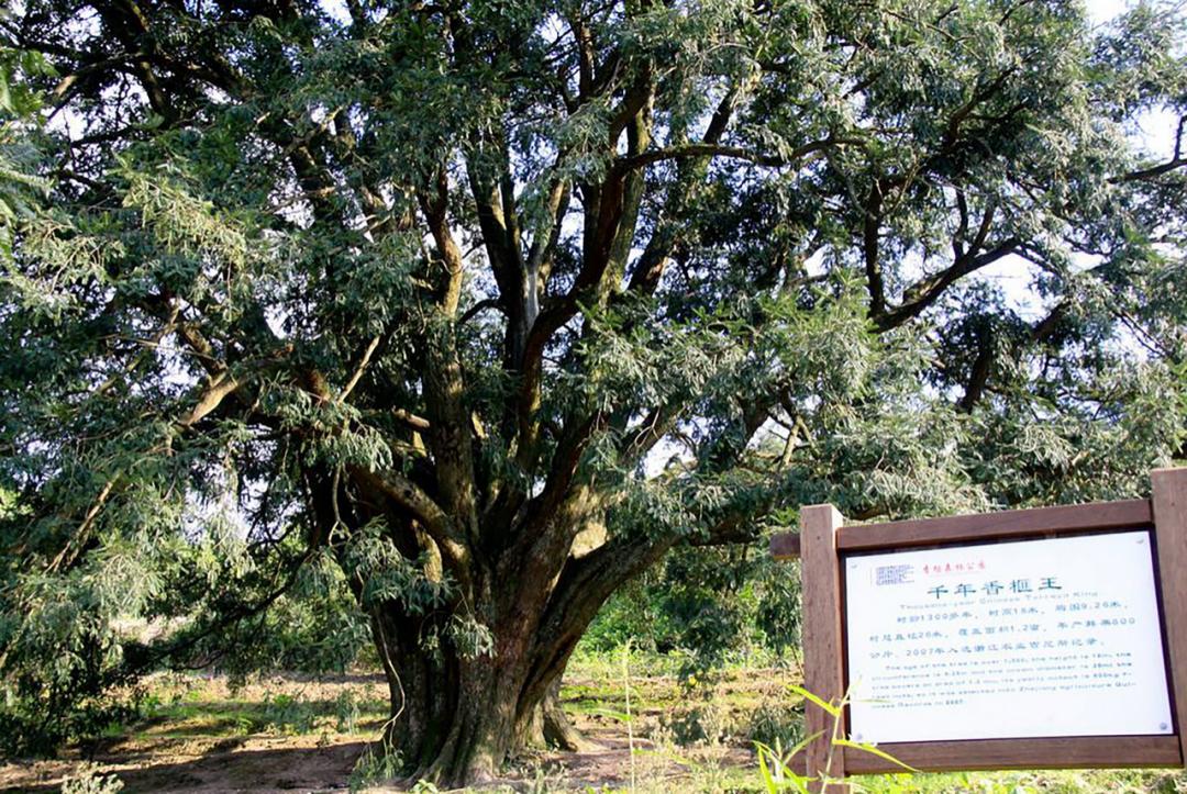 中国香榧王全省唯一南紫薇诸暨这些树王你认识几棵