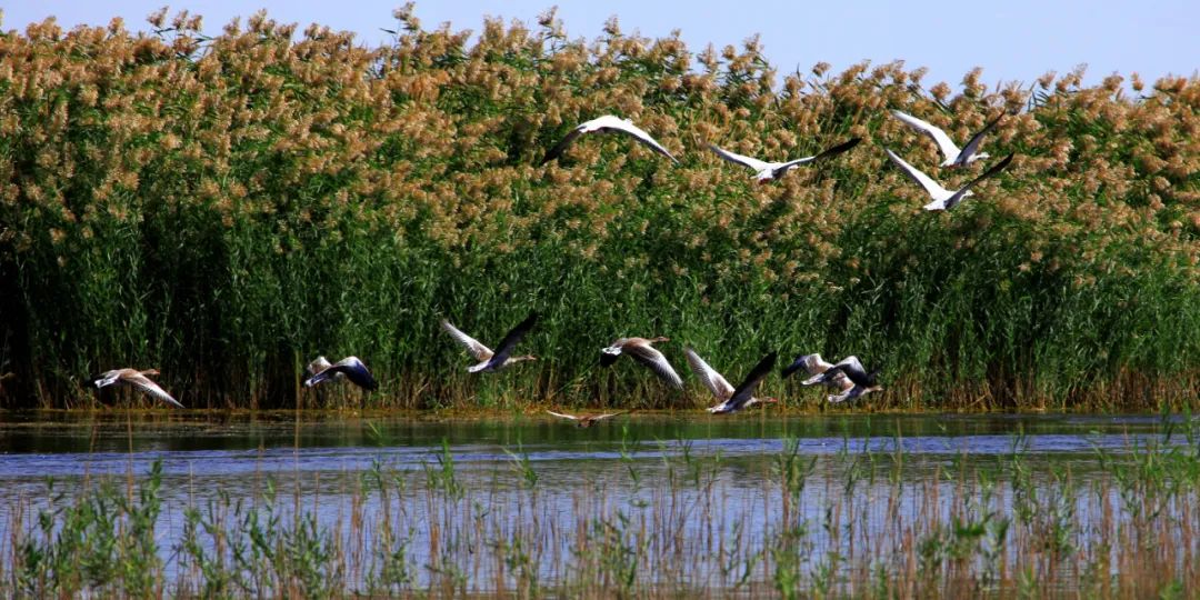 激动东居延海连续16年不干涸